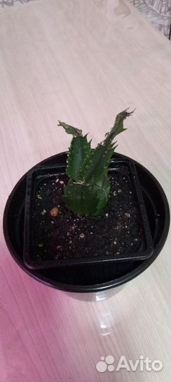 Декабрист шлюмбергера