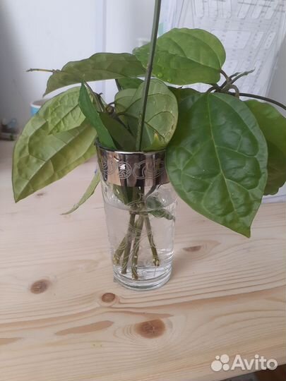 Клеродендрум госпожи томпсон