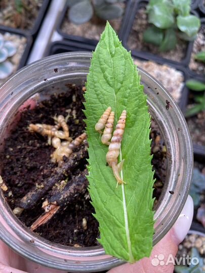 Лимиколярия, суббулина, фулика, занзибарика