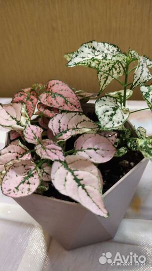 Цветочки разные, цена договорная