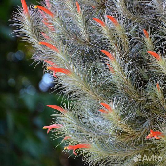 Tillandsia Funckiana тилландсия