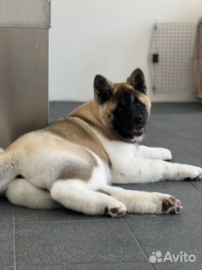 Щенки американской акиты