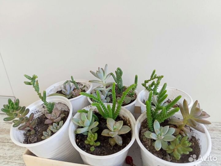 Суккуленты