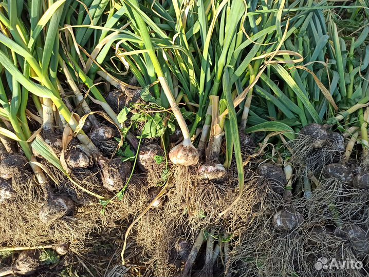 Озимый чеснок