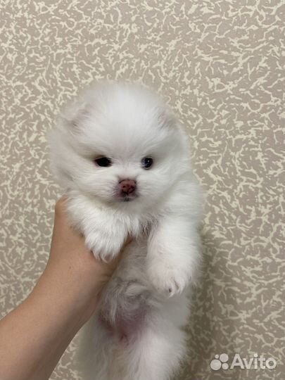 Шпиц мини мишка