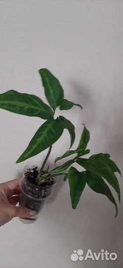 Сингониум ушковидный