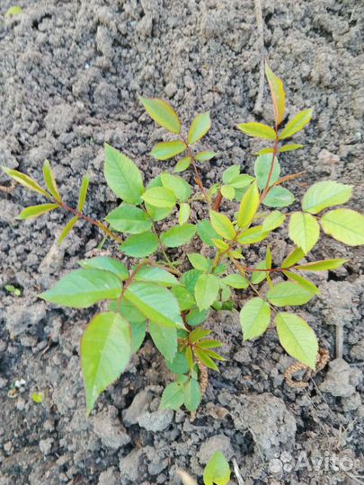 Роза кустовая