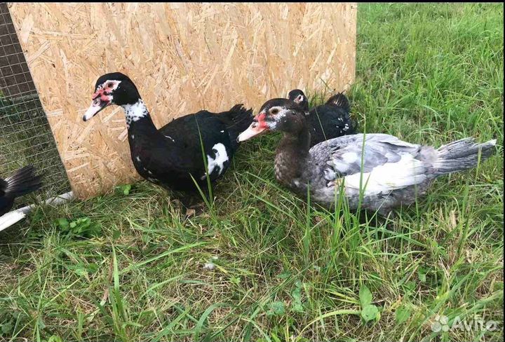 Мускусные утки селезни индоутки разного возраста