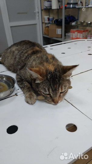 Кошка в добрые руки