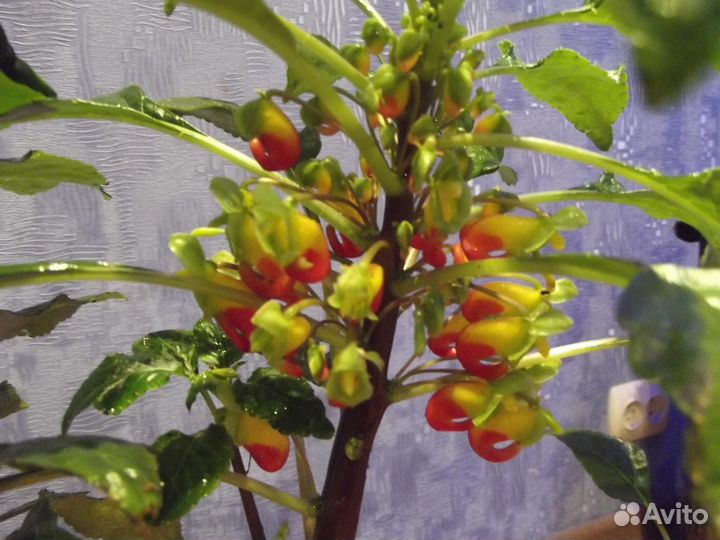 Бальзамины