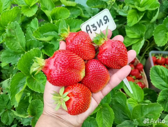 Клубника сортовая окс