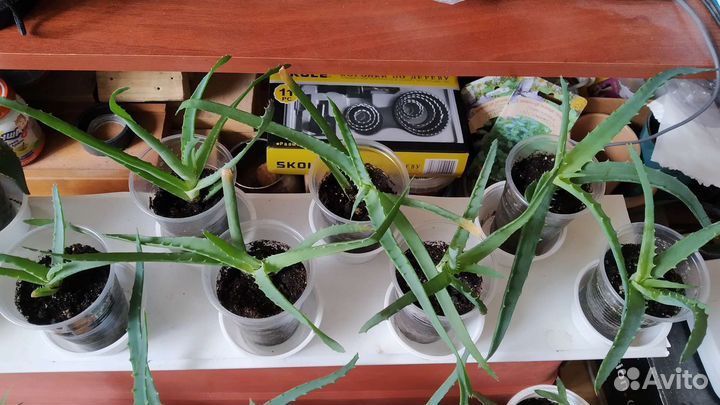 Алоэ столетник