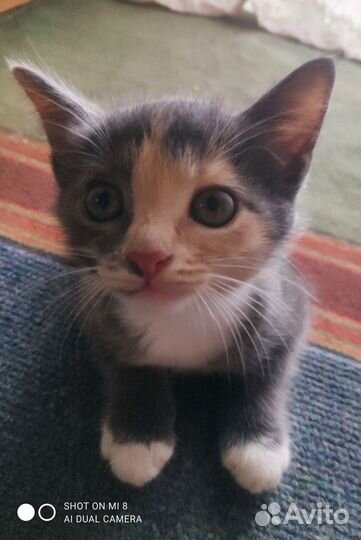 Котик Барсик