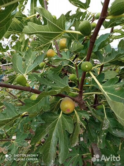 Инжир Королевский зкс