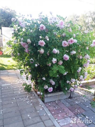 Канадская роза парковая Свит Аделин(Sweet Adelin)