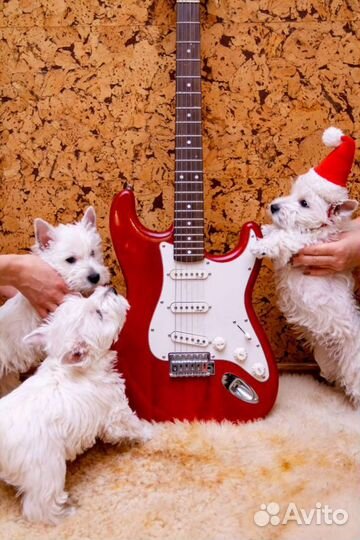 Вестики белоснежки