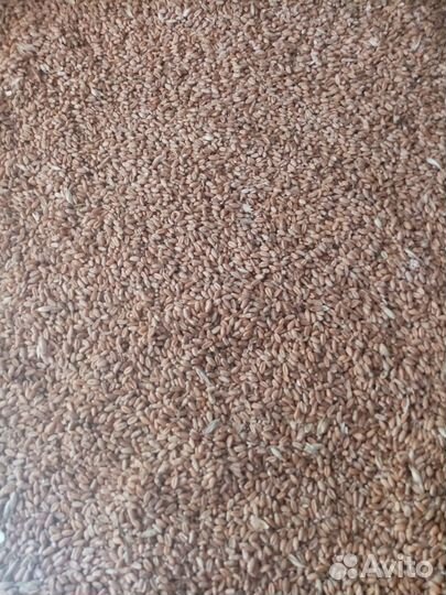 Продам пшеницу