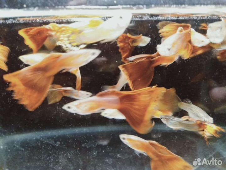 Рыбки гуппи, меченосцы, малинезии