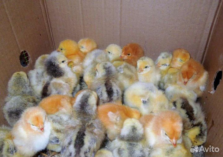 Цыплята Хайсекс