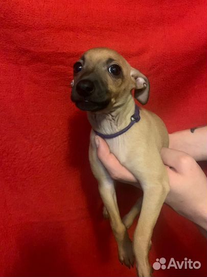 Щенки левретки