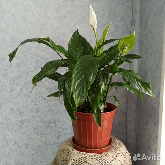 Спатифиллум
