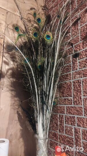 Перо павлина