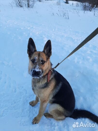 Щенки немецкой овчарки