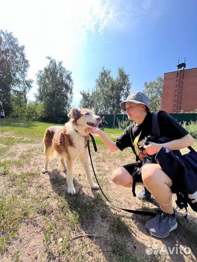 Замечательная девочка ласковая нежная ищет дом