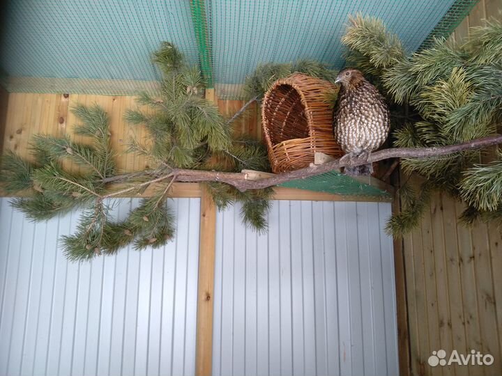 Шикарные рогатые фазаны