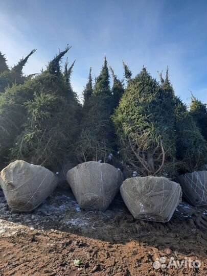 Ель с доставкой и посадкой