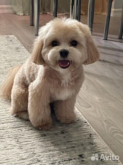 Вязка собак