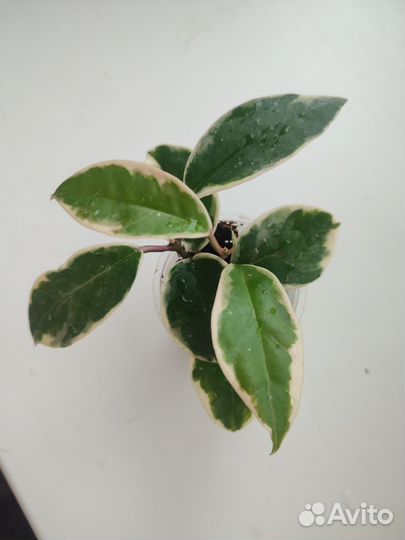 Диффенбахия и не только