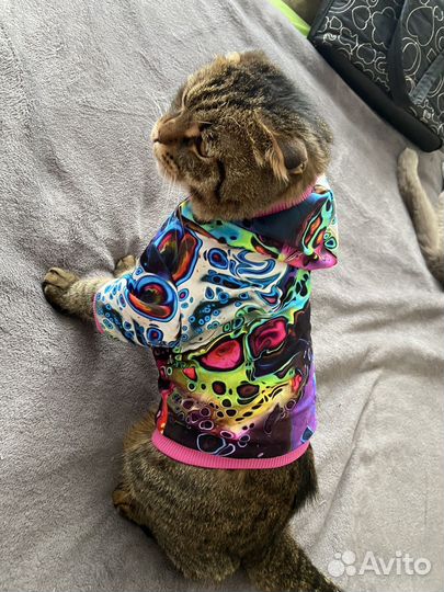 Одежда для собак и кошек