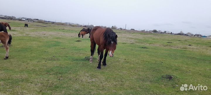 Продам жеребца