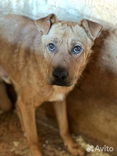 Малыш Тибет в добрые руки