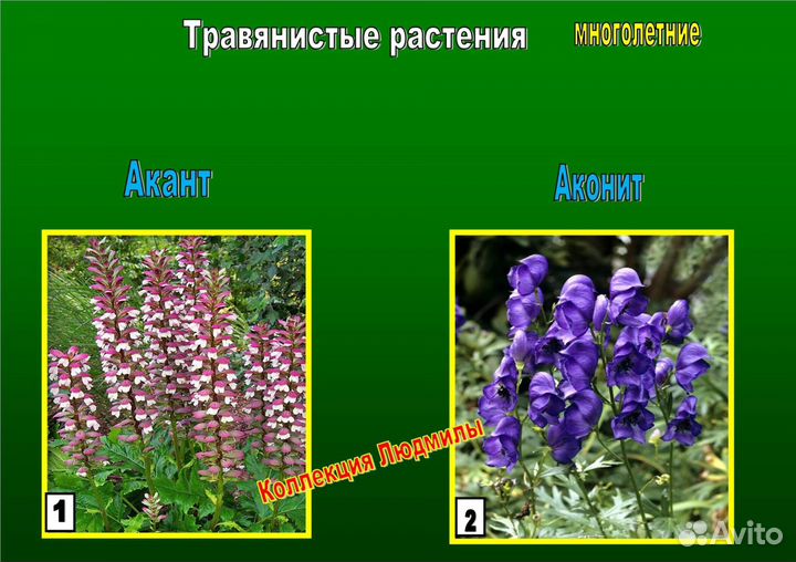 Акант, Шалфеи,Физостегии многолетние растения