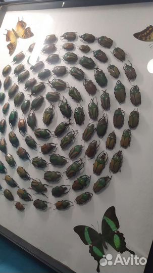 Композиция из тропических жуков и бабочек