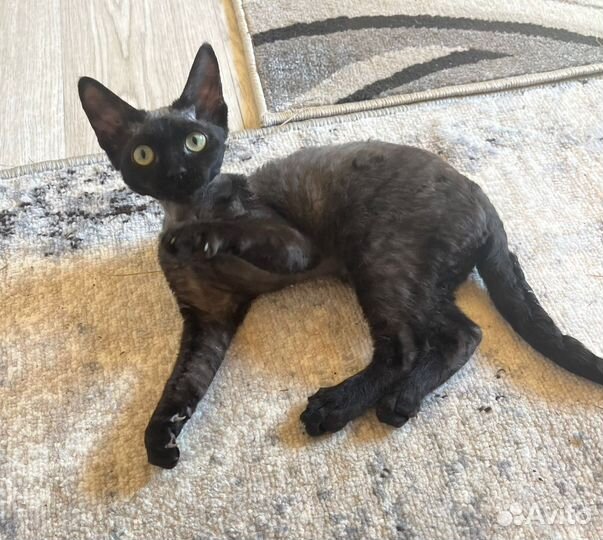 Девон-рекс девочка