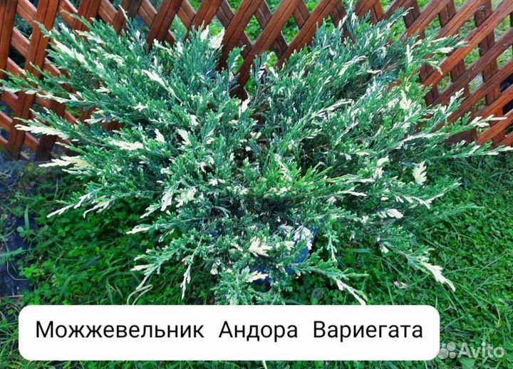 Можжевельники много