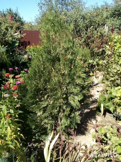 Саженцы туи и живучки ползучей