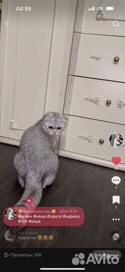 Шотландская серебристая шиншилла вислоухая