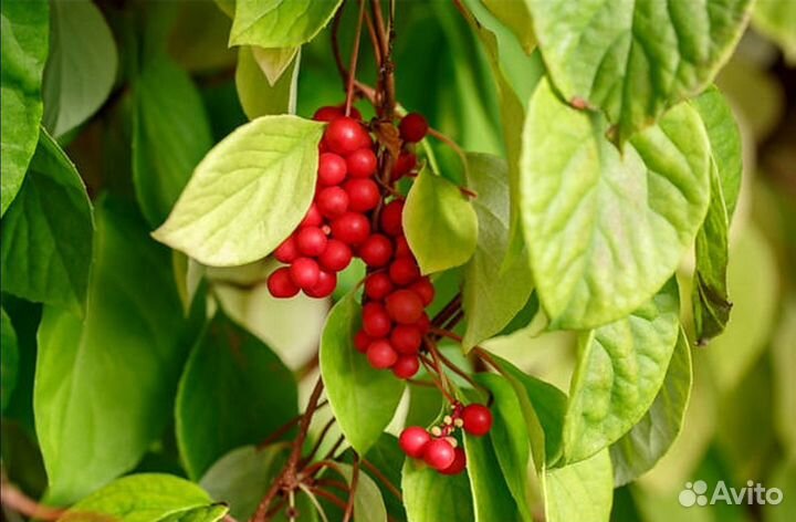 Лимонник китайский