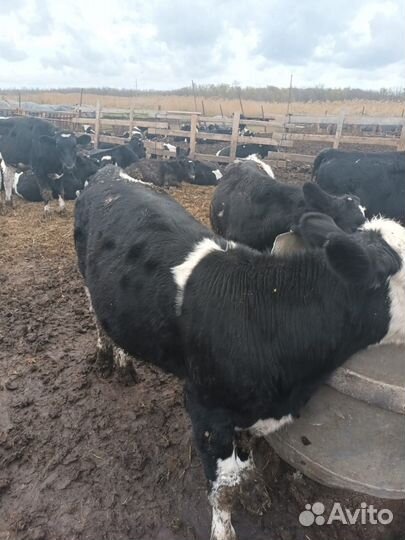 Бычки и телята