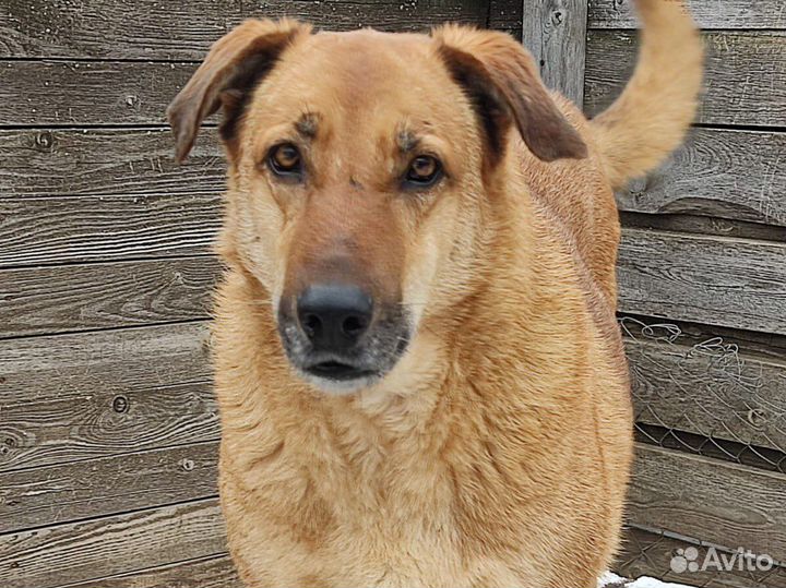 Собака Тяпа ищет дом