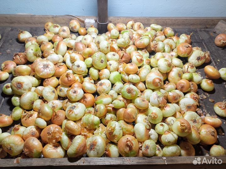 Лук штутгарт