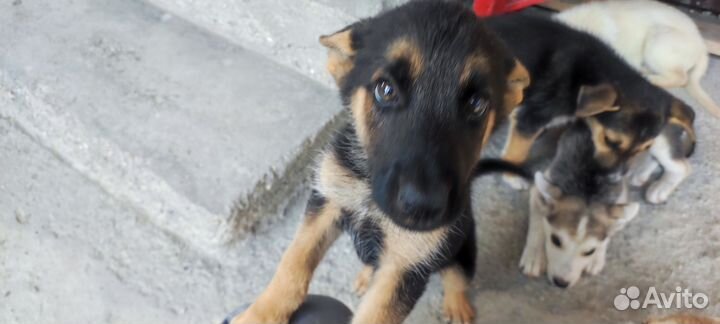Щенки помесь европейской овчарки и хаски