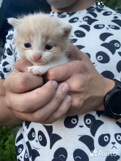 Котята в добрые руки бесплатно