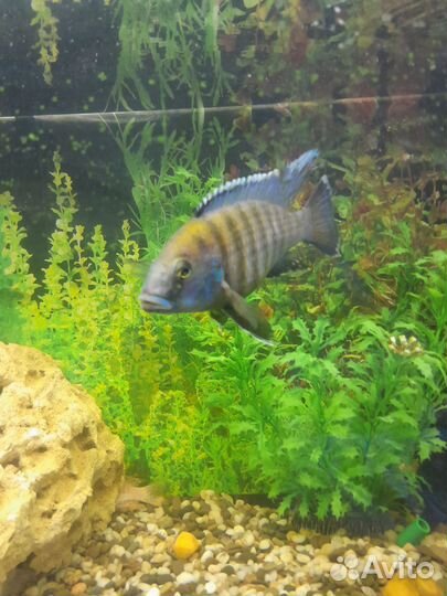 Рыба цихлида