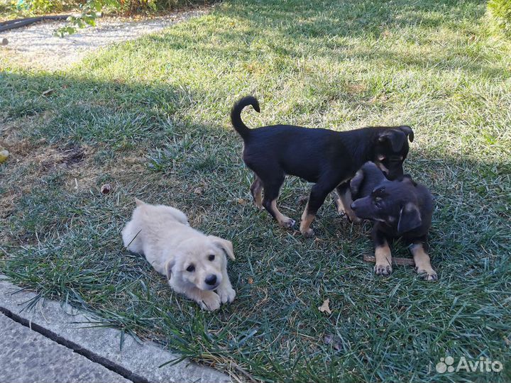 Двортерьер