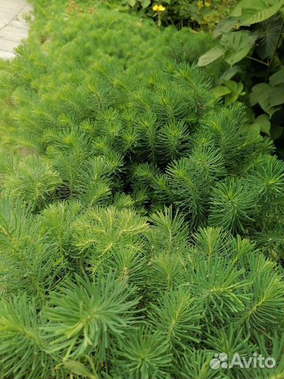 Декоративное растение Очиток компактный (Седум)